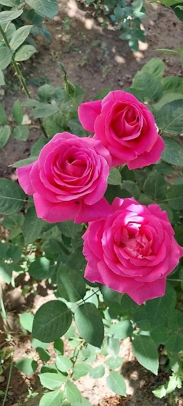 Саженцы — 5