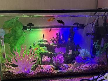Башка жаныбарлар: СРОЧНО ПРОДАЮ аквариум 20литров с декором и с рыбками 7 штук входит — 5