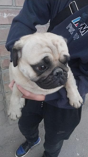 щенки бельгийская овчарка: Порода: мопс, окрас бежевый (фаун) с темной маской. Описание: торг — 1