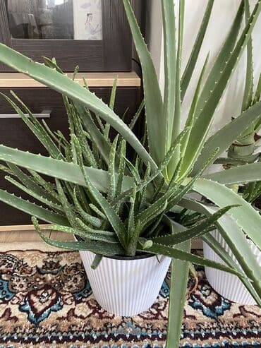 тренажер для похудения: Продается Алоэ лечебное Высажен на обогащенную почву через 1-2 года — 7