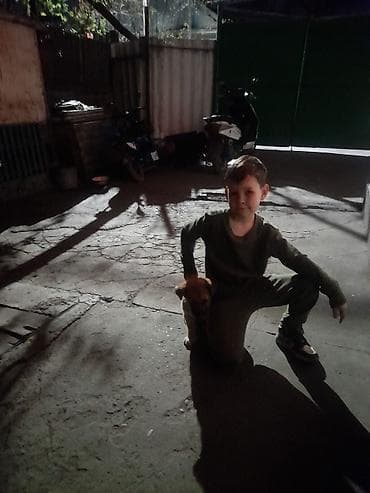 Щенок маленькой породы - Возраст: щенок (малыш) - Окрас