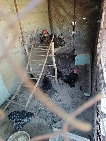 белый кролик: Продаю | Куры | Для разведения — 1