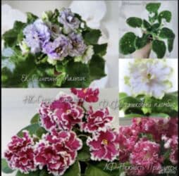 мебельный лист: Продаю фиалки! Срезанный лист 30 сом! Коллекция из 35сортов продам — 12