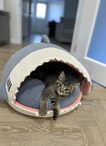 купить говорящий кактус: Продается красавец- кот. Короткошерстный британец, возраст -5месяцев — 1