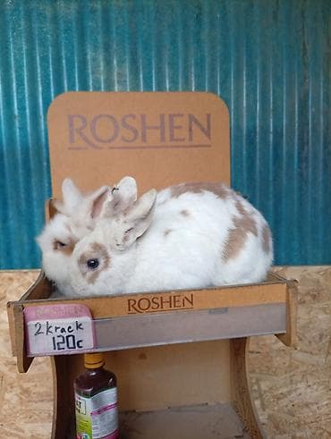 собака девочка: Кролик самец львиное голова с окрасом, сочетающим белый и — 7