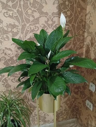 Антуриумы: Комнатные растения в горшках — подборка декоративных видов Доступные — 10