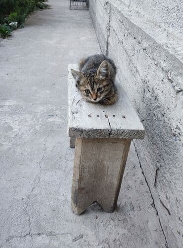 новорожденные котята: Беспородная, 3 месяца, Девочка — 1