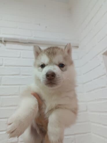 такса купить: Хаски, 1 месяц, Самец, С родословной — 3