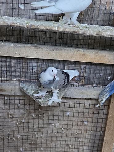 Животные: Продаю головастики,пакистанцы,такла турецкая,есть готовые пары и — 9