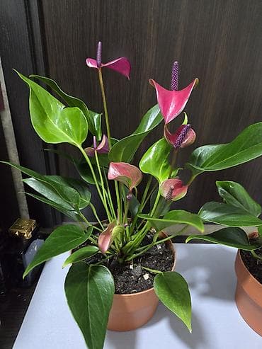 каланхоэ в горшке цена: Декабрист оранжевый на подвое кактуса + калатея украшенная (два — 4