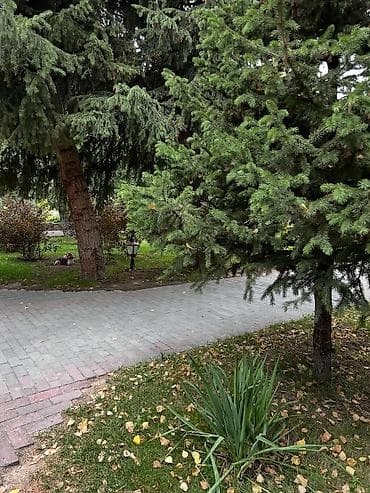 Отдых на Иссык-Куле: Аренда квартиры на Иссык-Куле, Радуга West, Кош-Кол, Цена Целиком за жилье — 10