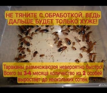 дезинфекция дома от клопов ош: Дезинфекция, дезинсекция, | Клопы, Блохи, Тараканы, | Транспорт, Офисы, Квартиры — 1