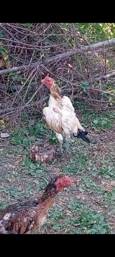 наполнители для кошек: Продаю яйца от бойцовой птицы дакан тукум Жумуртка сатылат дакан — 8