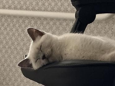 лоток для котов: Скотиш Страйт (Шотландская прямоухая), 6 месяцев, Мальчик, Приучена к лотку — 2