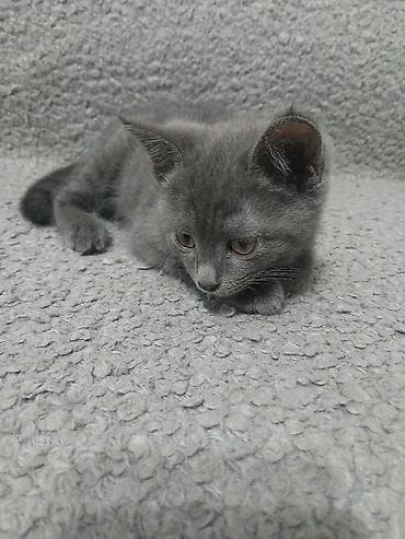 Мышыктар: Котята, короткошёрстные, домашние. Описание: - Окрас: один полностью — 3