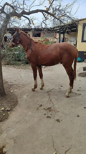 продам голубей: Продаю | Жеребенок | Дончак | Рабочий — 6