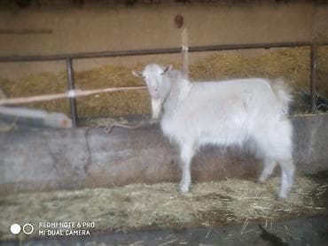 А/ч жаныбарларын сатам: Сатам | Теке (эркек) | Көбөйтүү үчүн | Жасалма жол менен боозутуу — 2