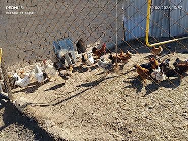 Продаю | Куры | Домашняя | Для разведения