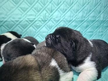 продам бычка: Щенки Американской акиты с плотной плюшевой шерстью и яркой маской — 1