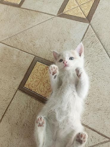 турецкая ангора кошка цена: Мама турецкий ван.🐱 котятами 2 месяца🐱. проглистованы. сами — 8