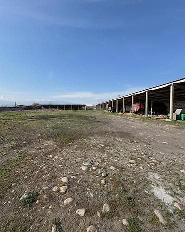 карасаев: 45 соток — 2