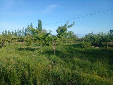 уборка садового участка: СРОЧНО ПРОДАЮ участок 1,5гаили меняю на квартиру в Бишкеке. Участок — 4