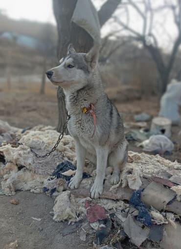 акустические системы dsp колонка в виде собак: Хаски, 6 месяцев, Самец — 1