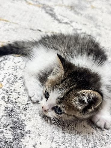 Кошки: Котёнок, короткошёрстный, окрас табби с белым. Описание: - Возраст на — 2