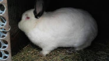 декоративные заборы: Кролики — 16