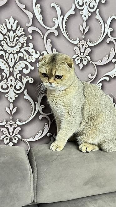 Кошки: Вязка: Скотиш Фолд (Шотландская вислоухая), Мальчик, 1 год, С документами, Золотая шиншилла — 4
