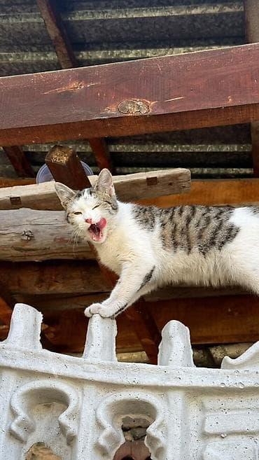 балкон для кошек: Котенок ищет свой дом и любящих хозяев. Очень ласковая, домашняя - — 2