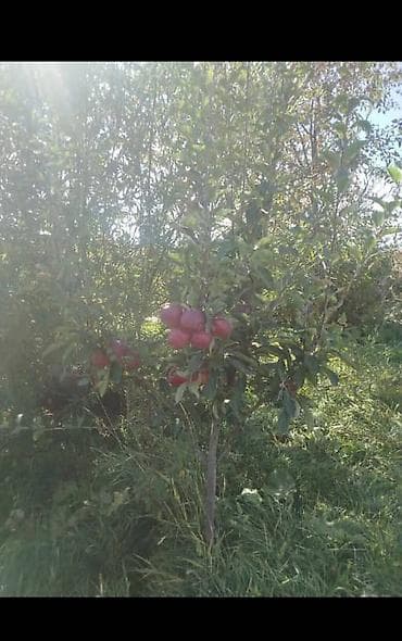 натижной потолог: Профессиональная обрезка плодовых деревьев и кустарников. - — 9