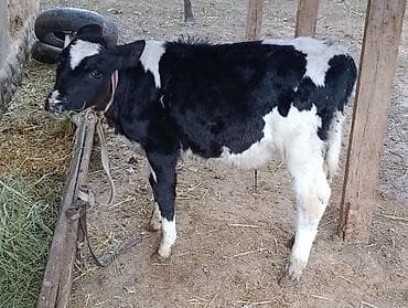 бык производитель: Продаю | Бык (самец) | Голштин — 2