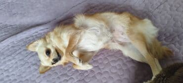 жожо сатам: Продаются девочка очень спокойная и игривая ( стерилизованная — 2