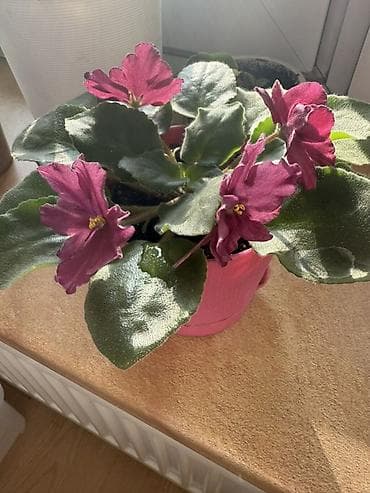 Домашнее растение — узамбарская фиалка (сенполия) в горшке. - Окрас