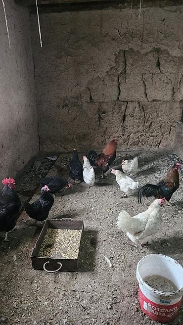 сөөл жан: Сатам | Тооктор | Үй | Көбөйтүү үчүн — 2