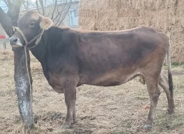 сколько стоит кролик домашний: Уй 
шветц
 3 туут 
8 ай бооз — 1