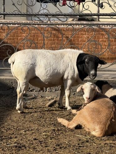 Продаю | Баран (самец) | Для разведения | Племенные