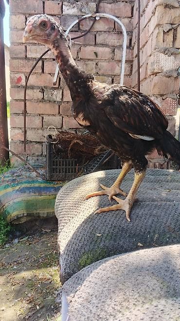 куплю кур несушек молодок: Продаю | Куры | Бойцовая | Для разведения — 3