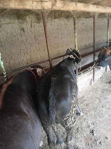 голштин коровы: Продаю | Тёлка | На откорм | Привязанные — 8