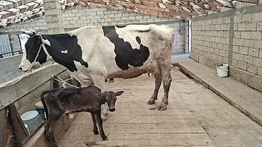үй жаныбарлар: Сатам | Уй (ургаачы), Бука (эркек) | Голштин, Швиц | Көбөйтүү үчүн, Сүт алуу үчүн | Асыл тукумдуу, Бооз, Жасалма уруктандырылган — 5