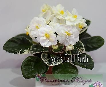 ниже: 🌱🌺🌱 Продаю сортовые ДЕТКИ стандартных, трейлерныхмини и полумини — 7