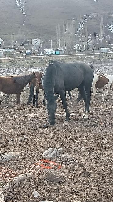 поилки для курей: Продаю | Конь (самец) | Рабочий — 3