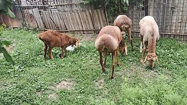 бараны суффолк: Продаю | Овца (самка) | Для разведения — 2