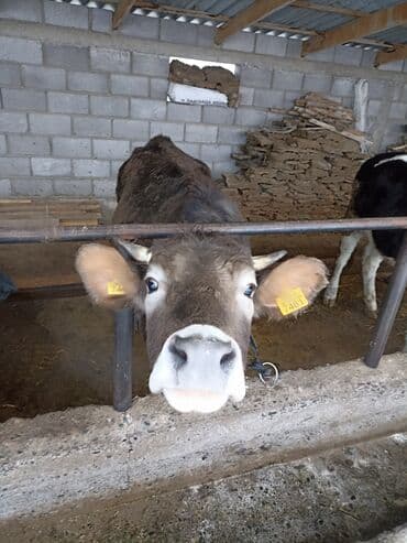 Сатам | Кунаажын | Голштин | Бордоп семиртүү үчүн | Байланган — 2