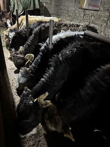 токмок кошка: Сатам | Бука (эркек) | Алатоолук | Көбөйтүү үчүн | Байланган — 10