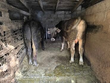 за сколько дней до отела корова наливает вымя: Продаю | Бык (самец) | Полукровка | На откорм — 1