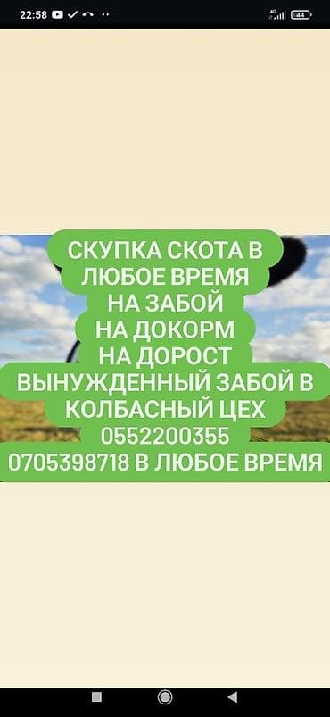 Частное лицо, Колбасный цех : Коровы, быки, Лошади, кони, Другие с/х животные, | Круглосуточно, Любое состояние, Забитый