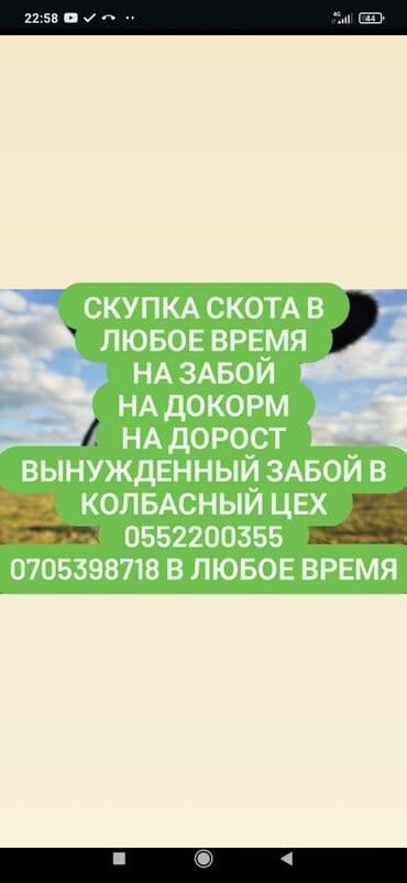 приём скота: Сатып алам | Уйлар, букалар, Жылкылар, аттар, Башка а/ч жаныбарлары | Союлган, Күнү-түнү, Бардык шартта — 1