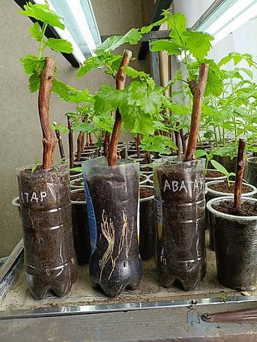 шайн мускат купить: «Аватар (Кишмиш)» - Тип: бессемянный столовый сорт - Ягода — 2